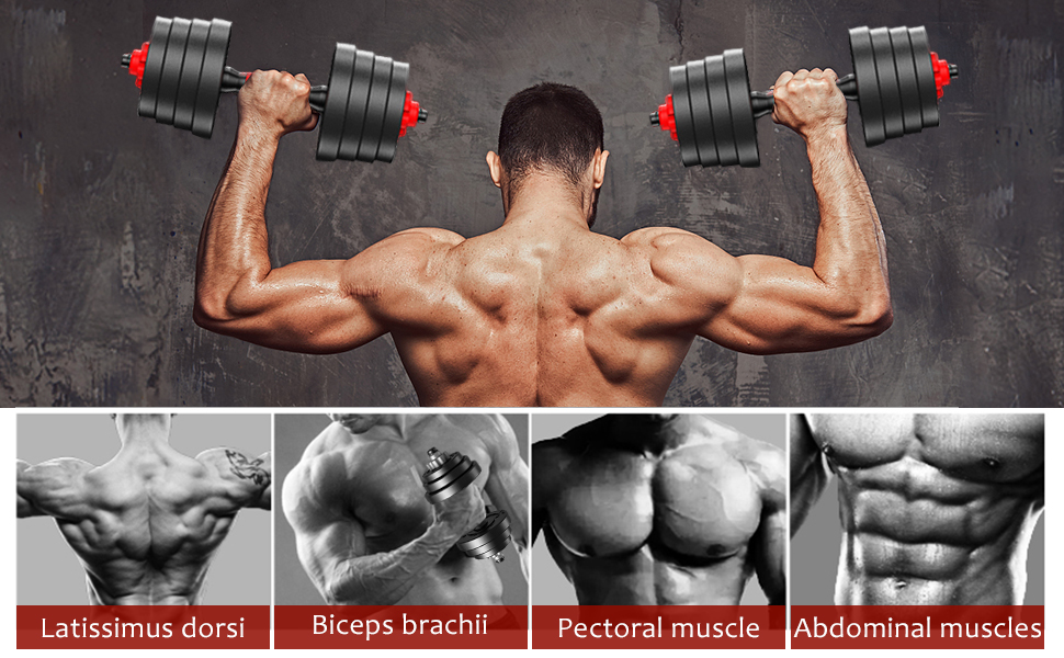 Biceps brachii